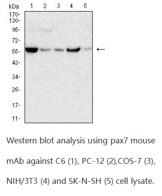 446b27c85a4c7770180497839edd528